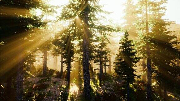 太阳在雾气弥漫的森林中升起