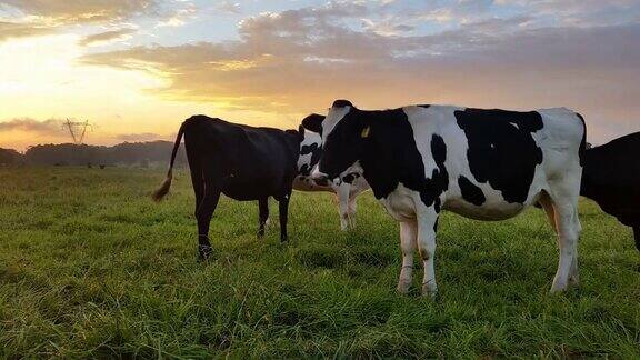 澳大利亚牧场奶牛