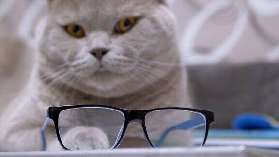 带眼镜的纯种英国灰猫躺在房间的书上4K