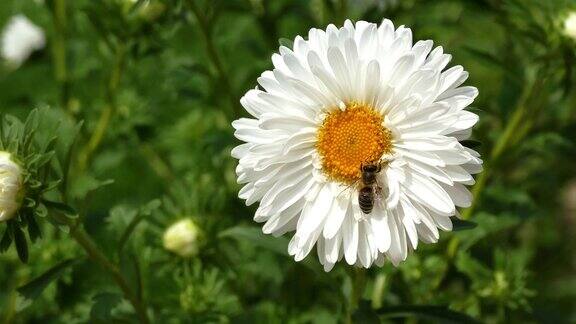 蜜蜂在白冠雏菊上采集花粉