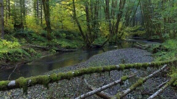 森林中的天然溪流:太平洋西北部