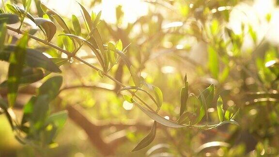 橄榄树的树枝在慢镜头中摇摆