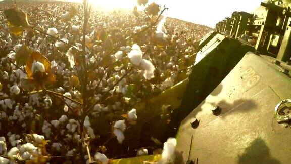 在棉花收获过程中在棉花收割机上拍摄