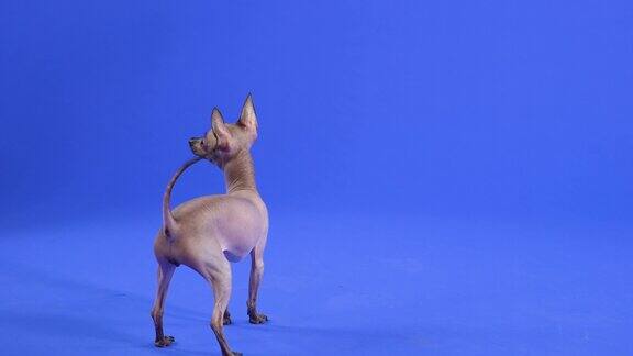 后视图的Xoloitzcuintle狗在工作室在一个蓝色的背景宠物跳起来用后腿站立下降并举起右前爪缓慢的运动近距离