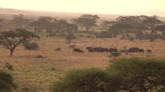 航拍:一群大象在风景优美的塞伦盖蒂国家公园迁徙