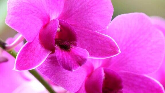 紫色的兰花