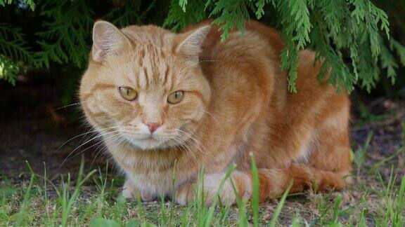 夏天红猫躺在花园里休息外面的猫玩在阳光下