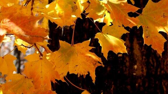 金色的秋天的落叶