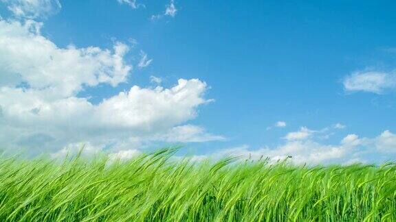 美丽的绿草和蓝天