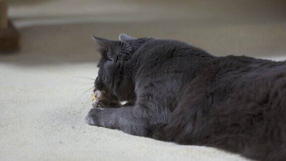 一只可爱的灰猫在白色的地毯上慢镜头地玩着柔软的鸟玩具