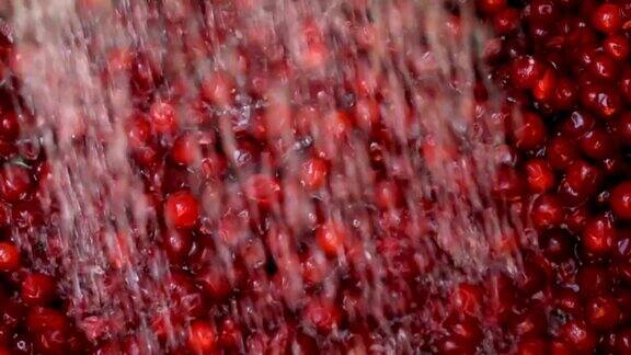 慢动作清洗蔓越莓