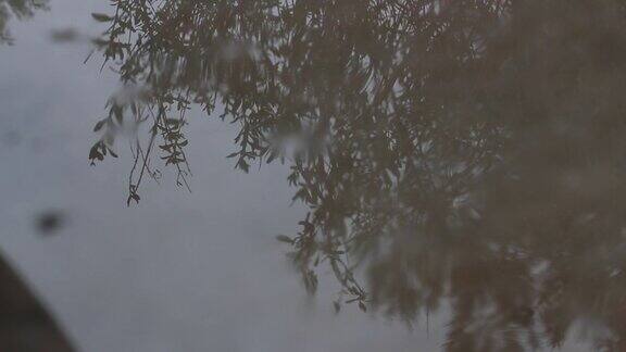 水坑里的雨滴与树的倒影