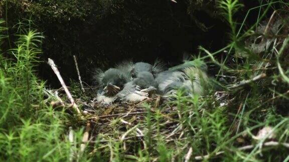 灰鹡鸰在巢中喂养雏鸟的细节