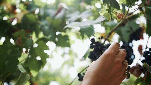 在葡萄园里女人用手采摘挂在茎上的黑葡萄