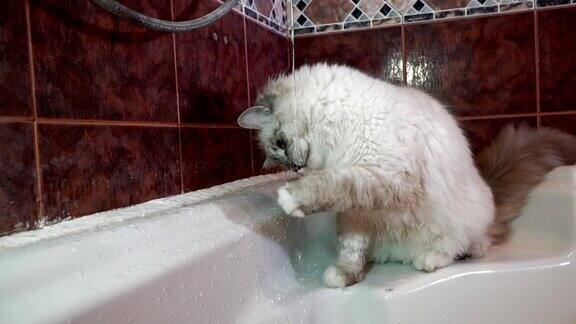慢动作视频的家西伯利亚猫饮水和探索涓涓细流的水