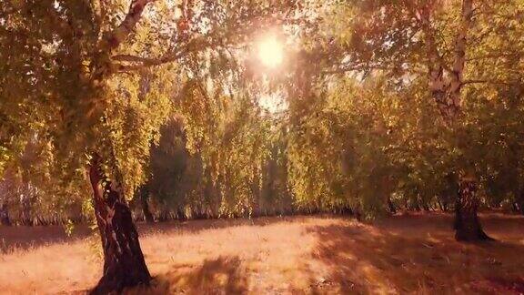 日落时森林草地上的秋树