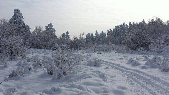 清晨下完雪后在树林里拍摄4K无人机拍摄的视频