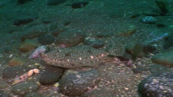 比目鱼在石头海床上寻找食物