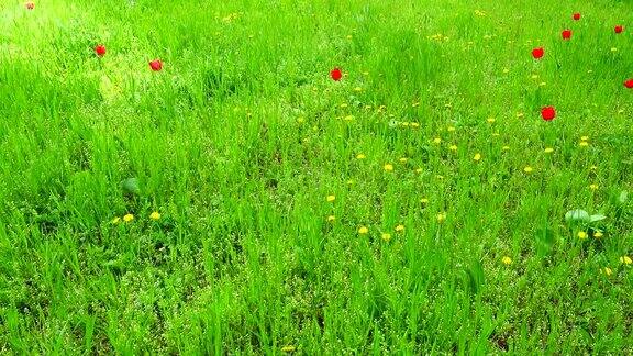 春天的草地在春天拍摄