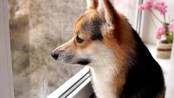 一只狗坐在窗台上看着窗外