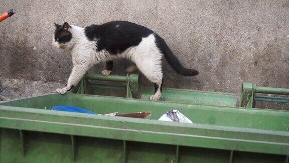 流浪猫沿着肮脏的垃圾箱走-特写