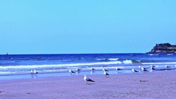 一群海鸥在海边漫步和飞翔的美景