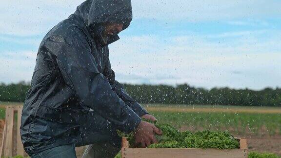 一名农民在雨中在田里工作时把生菜装进板条箱里