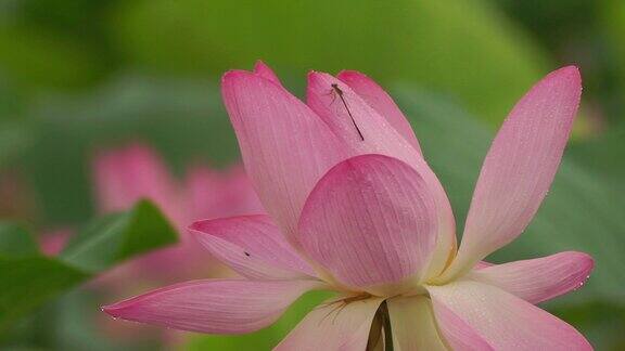 莲花(莲属椰子)