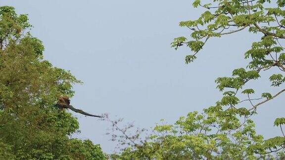 一只雄性孔雀在卡兹兰加国家公园慢镜头飞行