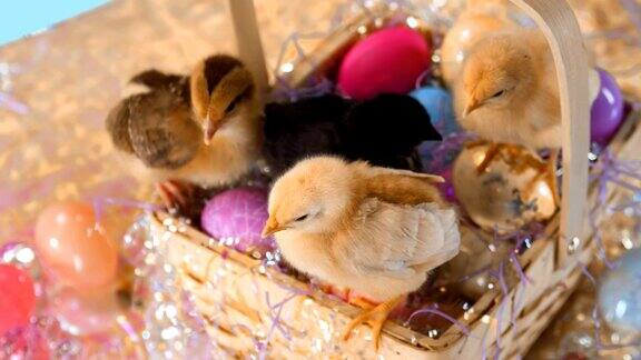 小鸡们站在装满鸡蛋的复活节篮子里中景镜头
