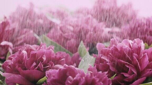 牡丹在雨下盛开的粉红色牡丹花特写生日春天一束美丽的牡丹花背景自然背景情人节概念下雨慢动作