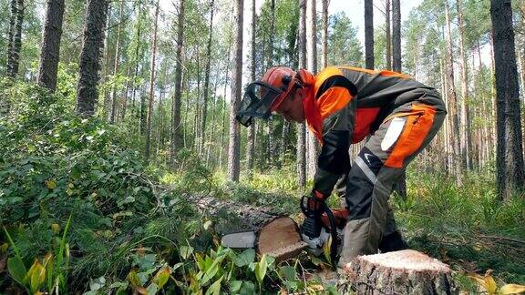 樵夫正在锯一棵砍倒的松树森林砍伐森林砍伐概念