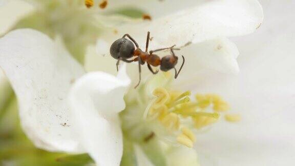 爱沙尼亚近距离观察花瓣顶端的红蚂蚁