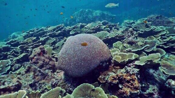 脑珊瑚(Platygyradaedalea)礁格局安达曼海甲米泰国