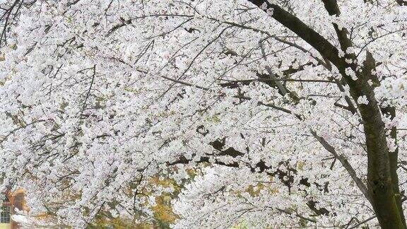 樱花盛开春天在日本