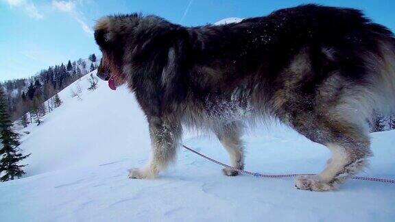 一只毛茸茸的大狗正从厚厚的积雪中走向山脊