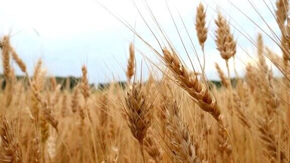 麦田的成熟小麦穗丰收