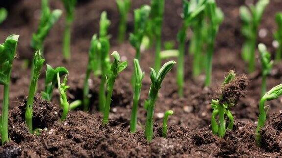 在温室农业中植物在春季长时间发芽发芽新生的绿色植物