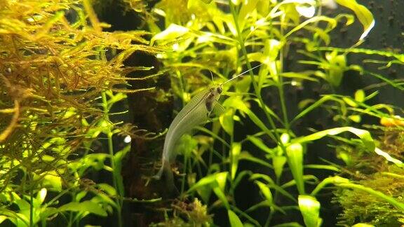 在水生植物中移动的透明小鱼的特写镜头