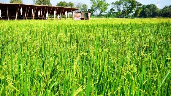 景观稻田与风流动和阳光自然景观背景