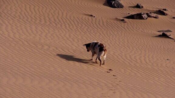 纯种狗在撒哈拉沙漠漫游