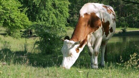 一头牛安静地在草地上吃草