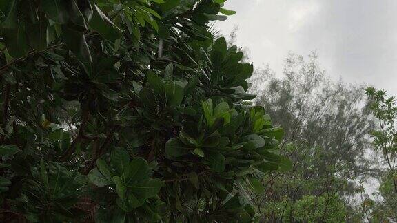 雨滴落在热带树木的绿叶上