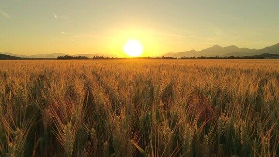 航拍:意大利风景秀丽的托斯卡纳金色的夕阳照在广阔的麦田上