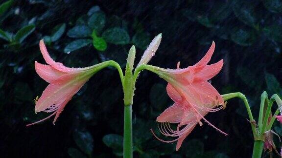 美丽的粉红花朵在雨中落下而风在雨中吹过慢镜头剪辑