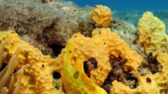 库拉索岛附近加勒比海珊瑚礁中的黄色襞鱼