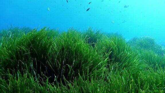 海底自然-地中海非常绿色的波西多尼亚原野