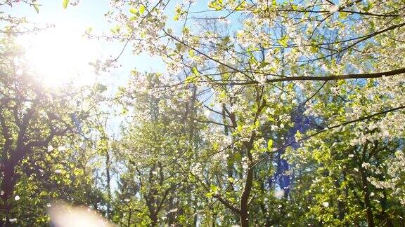 SLOMO花瓣从盛开的樱桃树上落下