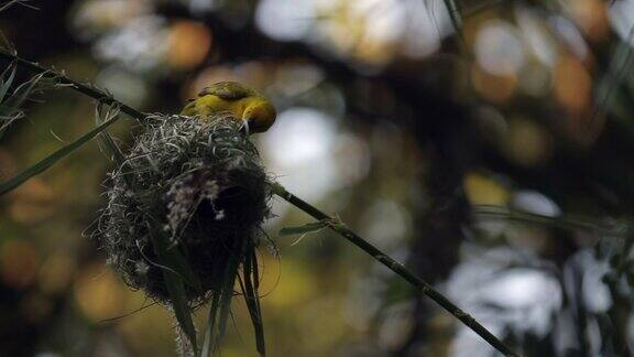 编织角在森林里筑巢