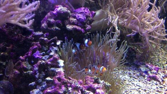眼珠小丑鱼在珊瑚海中游泳